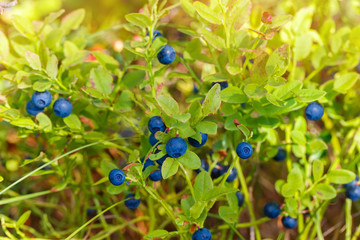 Blueberry twig, blueberry bush in a garden in summer time. Macro