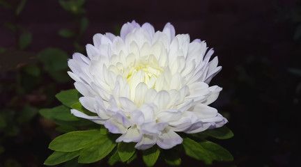 White Aster flower
