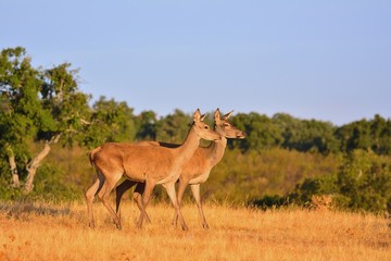 Two brocket red deer stag in autumn meadow.