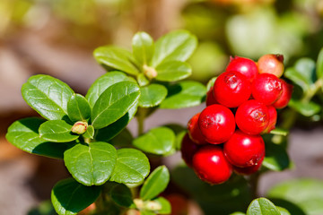 The ripe, fresh berries of cowberries (lingonberry, partridgeber