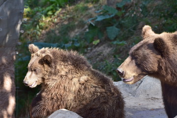 Fototapeta premium young bear with its mum-Ursus arctos beringianus