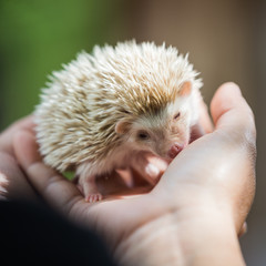 nice and cute sleepy African pygmy hedgehog rolled up in his han