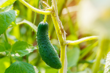 Young fresh cucumber growing in the garden.