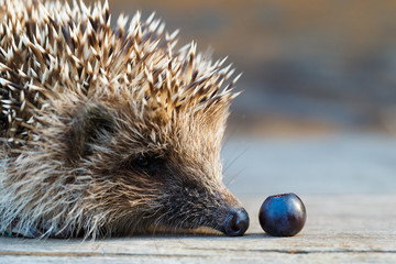 A young hedgehog with blueberries on a wooden floor.
