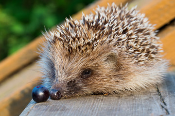 A young hedgehog with blueberries on a wooden floor.