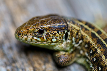 The brown viviparous lizard Lacerta agilis. Macro photo.
