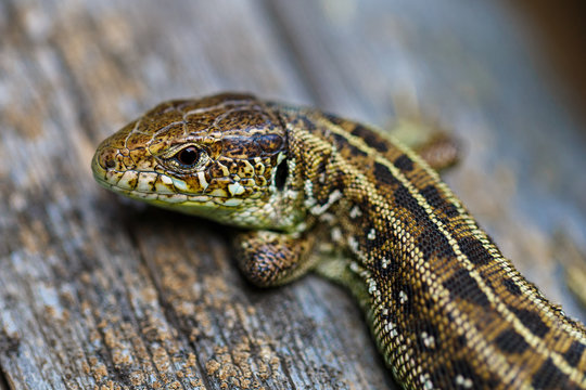 The brown viviparous lizard Lacerta agilis. Macro photo.