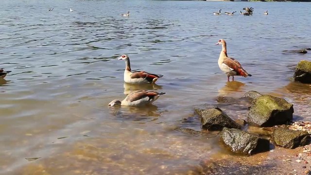 Nilg&auml;nse am Rheinufer nehmen Morgenbad.