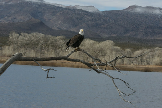 Bald Eagle at Pahranagat National Wildlife Refuge.  This eagle was surveying the lake for lunch, which it snagged right after this photo was taken.