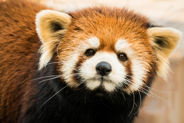 Red Panda X