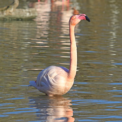Flamant rose