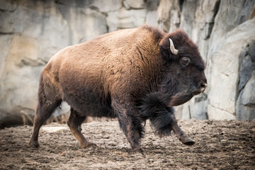 Fototapeta premium American Bison V