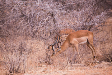 impala Nakuru National Park, Kenya