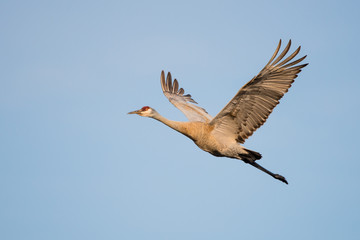 Sandhill Crane