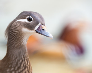 Mandarin Duck Hen