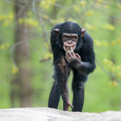 Chimpanzee II