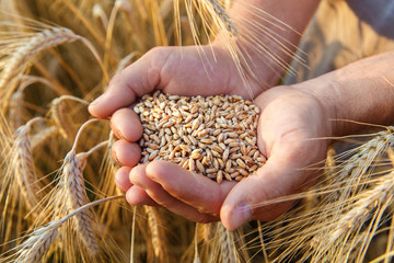 The hands of a farmer close-up holding a handful of wheat grains