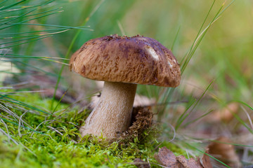 Mushrooms Boletus growing in forest. Autumn Cep Mushrooms. Mushr