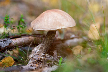 Mushrooms Boletus growing in forest. Autumn Cep Mushrooms. Mushr