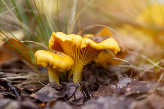 Forest chanterelle mushrooms in the grass. Cantharellus Cibarius