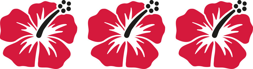 Three hibiscus flower in a row