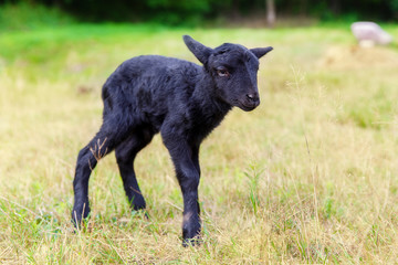 The little black baby goats in the meadow.