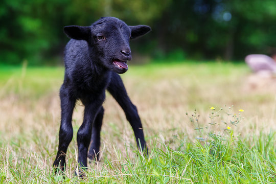 The little black baby goats in the meadow.