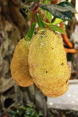Yellow tropical fruit