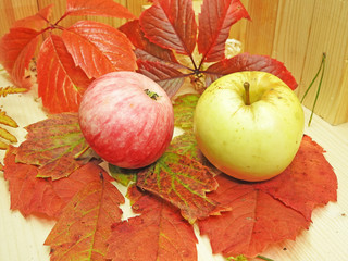 Autumn objects abstract composition