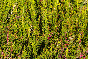 Heather plants