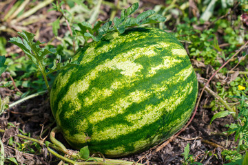 melon field with ripe watermelon in summer.