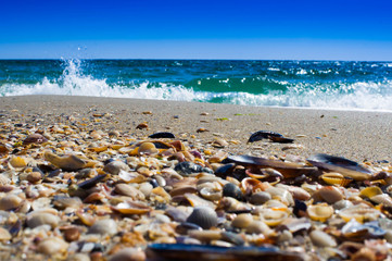 Fototapeta na wymiar Waves approaching sea shells lying on sand during sunset