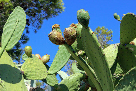 Chumbera con higos (Opuntia ficus-indica)