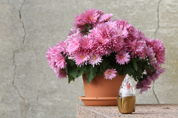 Chrysanthèmes et veilleuse.