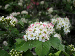 white blossoming of bergenia