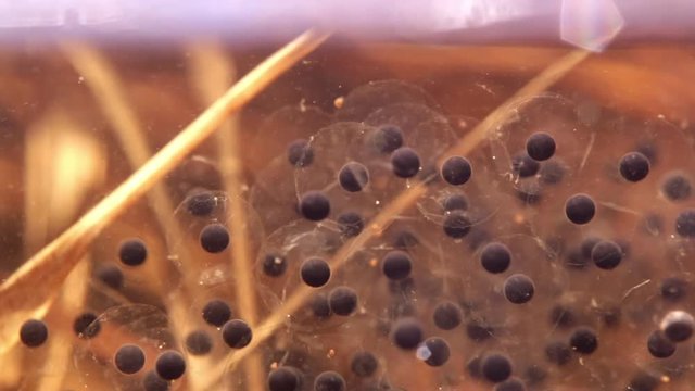 Close-up underwater shot of moor frog spawn at a flood meadow