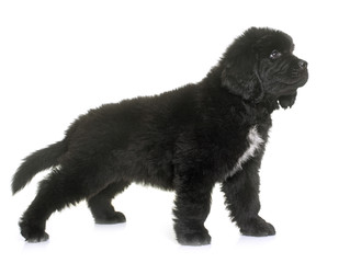 puppy newfoundland dog