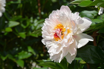 Beautiful white peony flower in spring garden 
