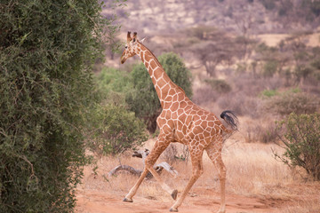 giraffes in nakuru National Park, Kenya