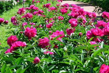 Many blooming pink peony flowers 