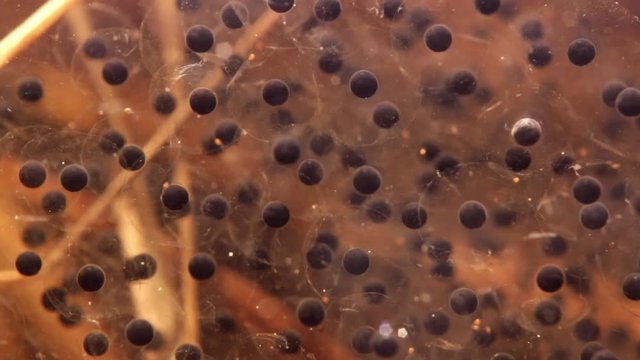 Close-up underwater shot of moor frog spawn