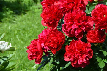 Blooming big red peonies in spring garden 