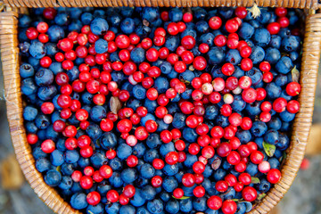 Basket of bilberry and cowberry in the forest near the tree amon