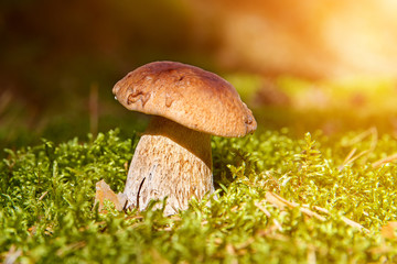 Mushrooms Boletus growing in forest. Autumn Cep Mushrooms. Mushr