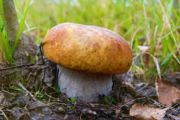 Mushrooms Boletus growing in forest. Autumn Cep Mushrooms. Mushr