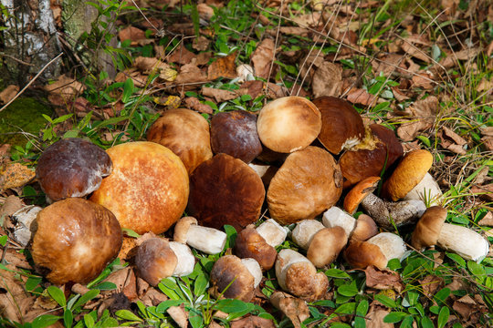 Mushrooms Boletus growing in forest. Autumn Cep Mushrooms. Mushr