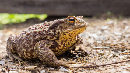 Toad