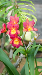 pink and yellow orchids  flower