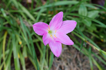 blooming beautiful pink flower