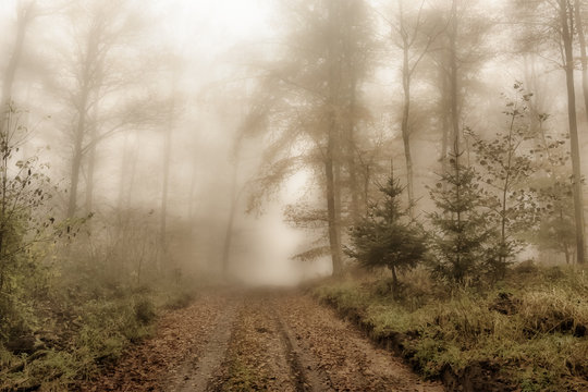 Forest Road In The November Fog